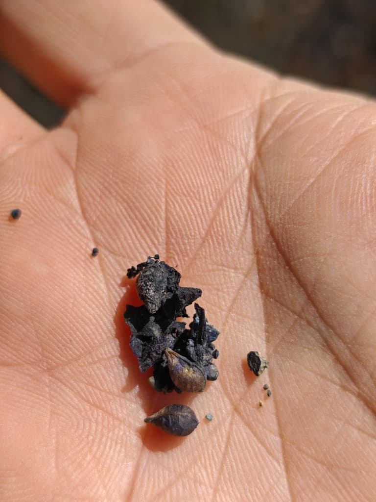 Heavy mineral concentrate in hand